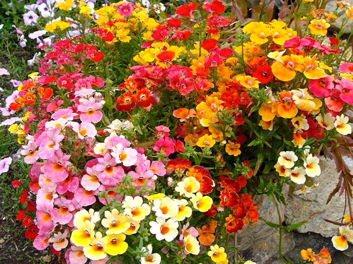 Nemesia: Anbau und Pflege