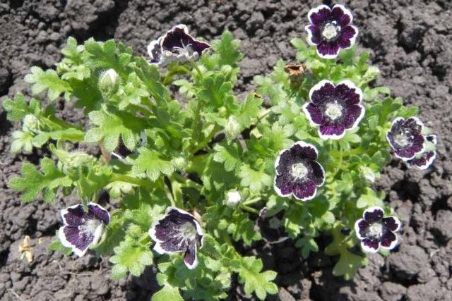 Nemophila: Anbau aus Samen – wann pflanzen?