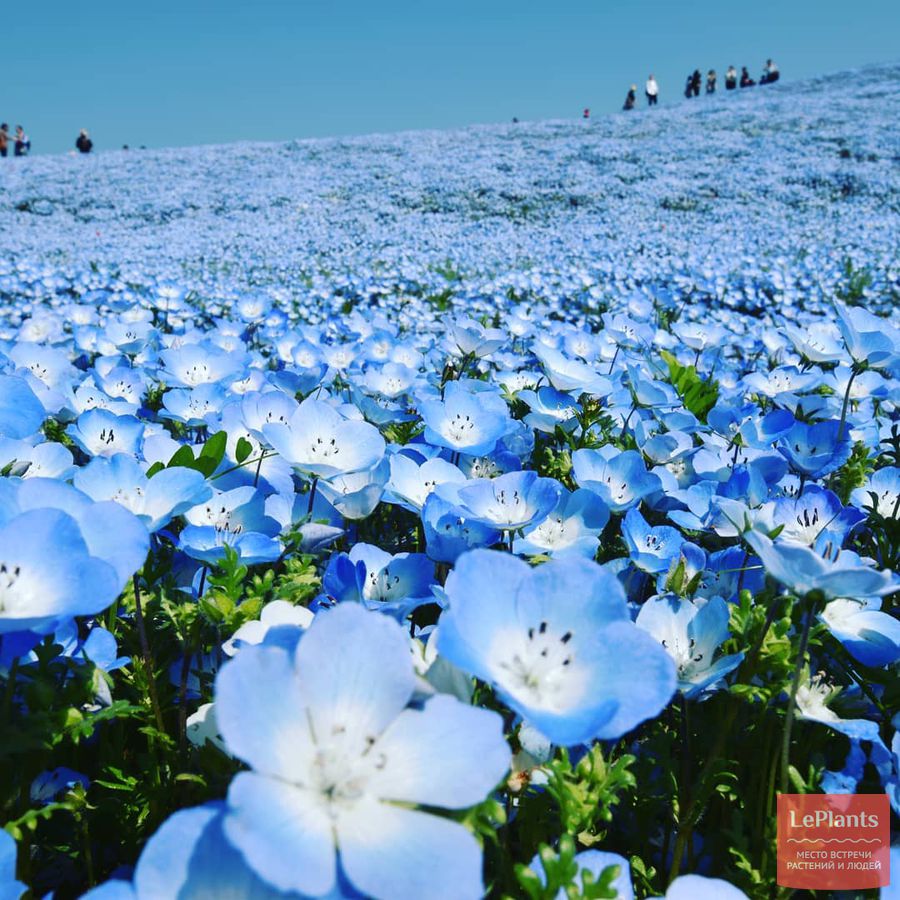 Nemophila auf dem Foto