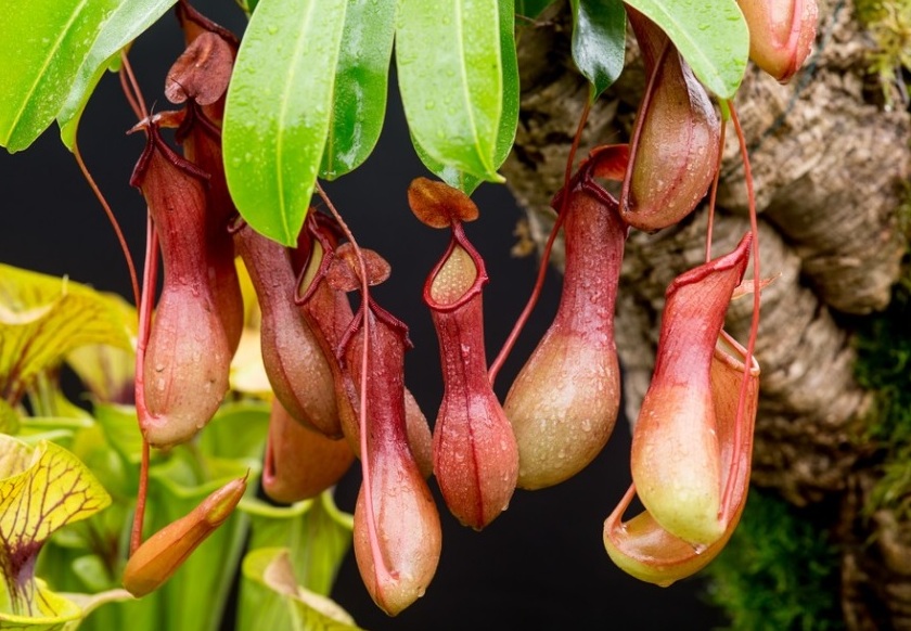 Nepenthes – eine fleischfressende Pflanze