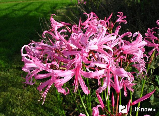 Nerine bowdenii: Anbau und Pflege