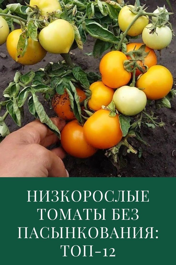 Neue Tomatensorten für den Freilandanbau