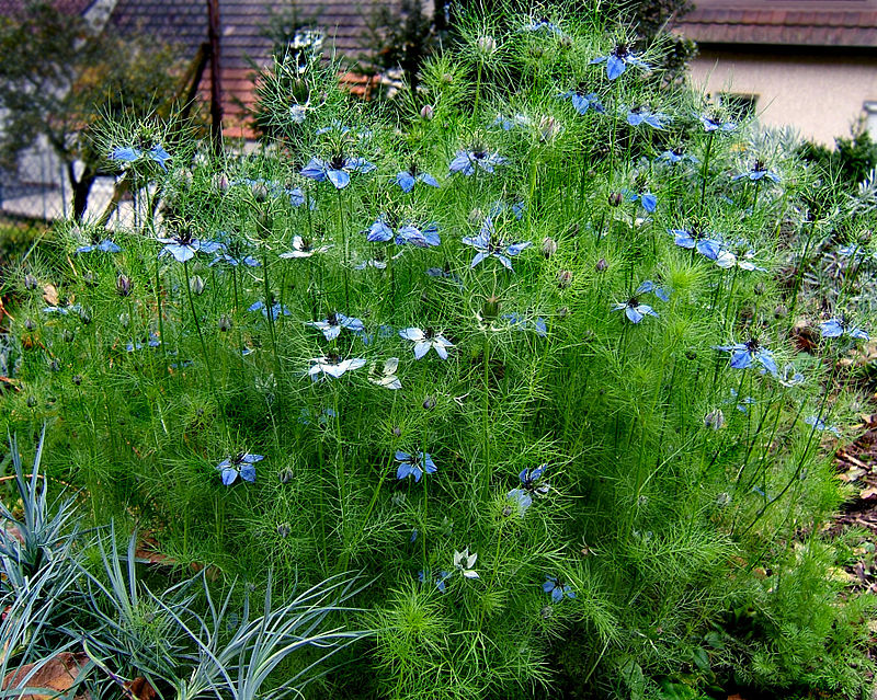 Anbau von Nigella damascena aus Samen