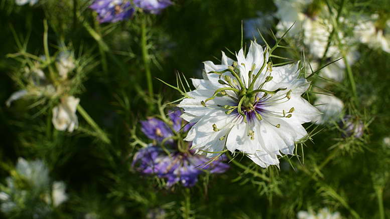Nigella damascena – Anbau aus Samen: Wann pflanzen?