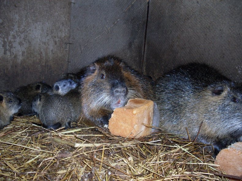 Nutria: Zucht, Pflege und Vermehrung