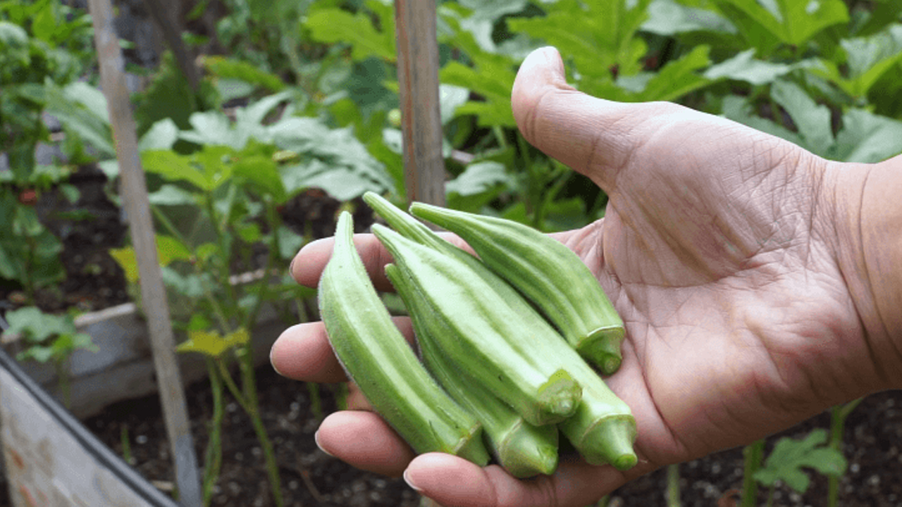 Okra: Anbau aus Samen