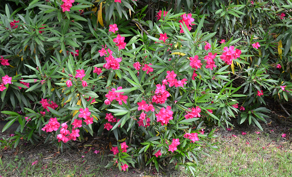 Oleander: Pflege und Anbau im Freien