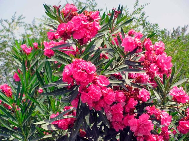 Oleander: Überwinterung im Freiland
