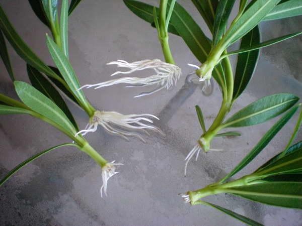Vermehrung von Oleander durch Stecklinge zu Hause