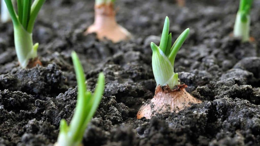 Pflanzung von Steckzwiebeln im Frühjahr ins Freiland