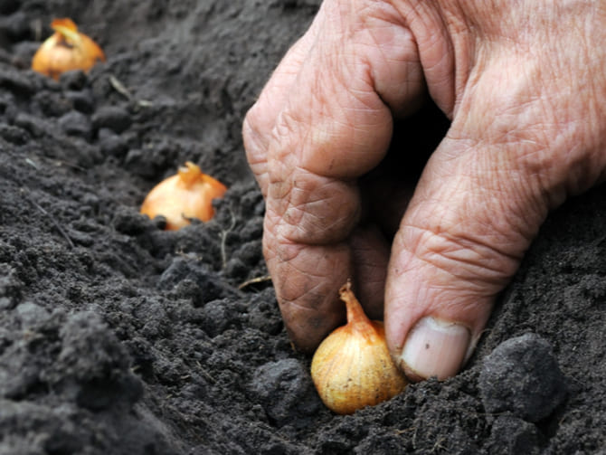 Zwiebelbehandlung vor der Herbstpflanzung für den Winter