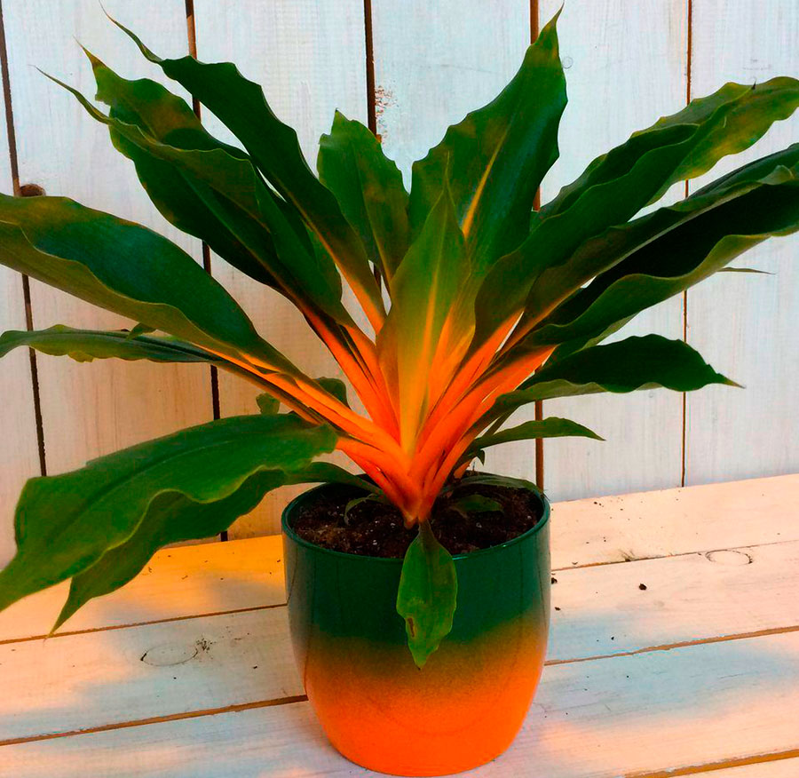 Vermehrung von Chlorophytum orange