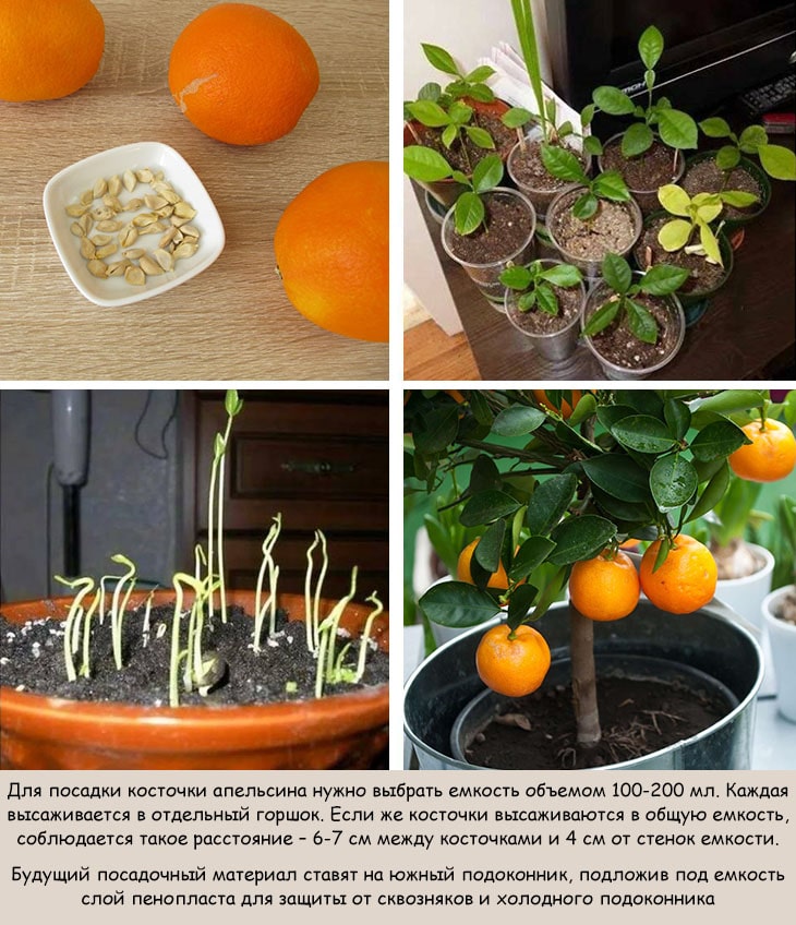 Orangen aus Kernen zu Hause ziehen