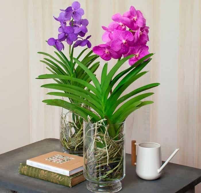 Orchidee: Umtopfen und Vermehrung zu Hause