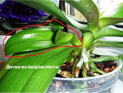 Vermehrung der Orchidee durch Stecklinge des Blütenstiels