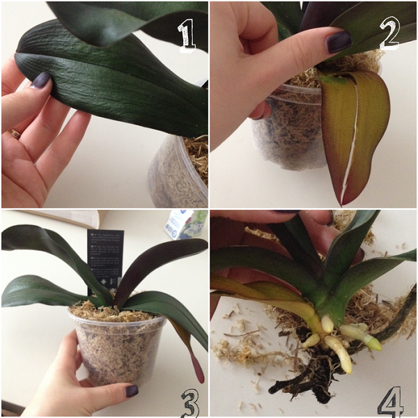 Vermehrung der Orchidee durch Blatt