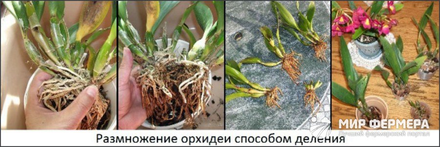 Vermehrung von Orchideen durch Wurzeln zu Hause