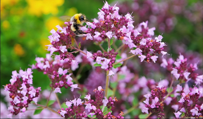 Oregano aus Samen anbauen