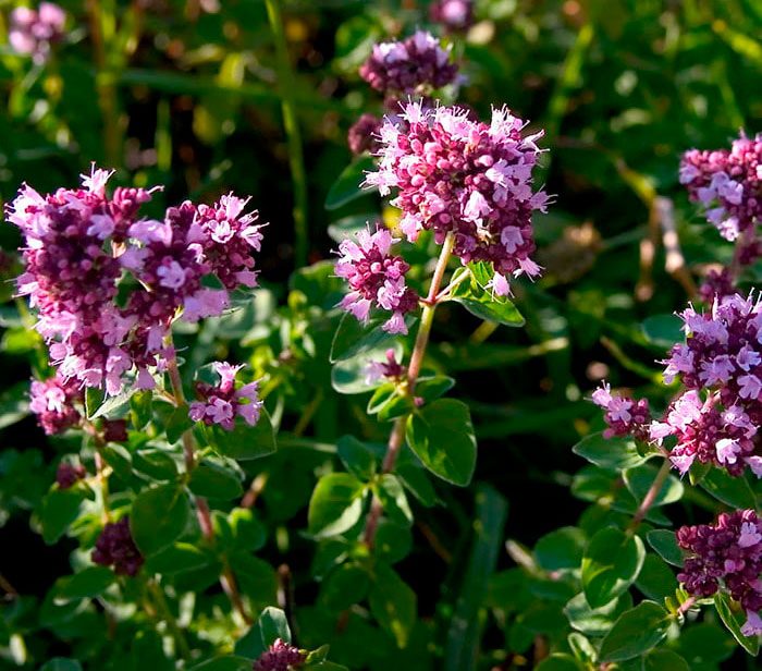 Oregano: Pflanzen und Pflege im Freiland