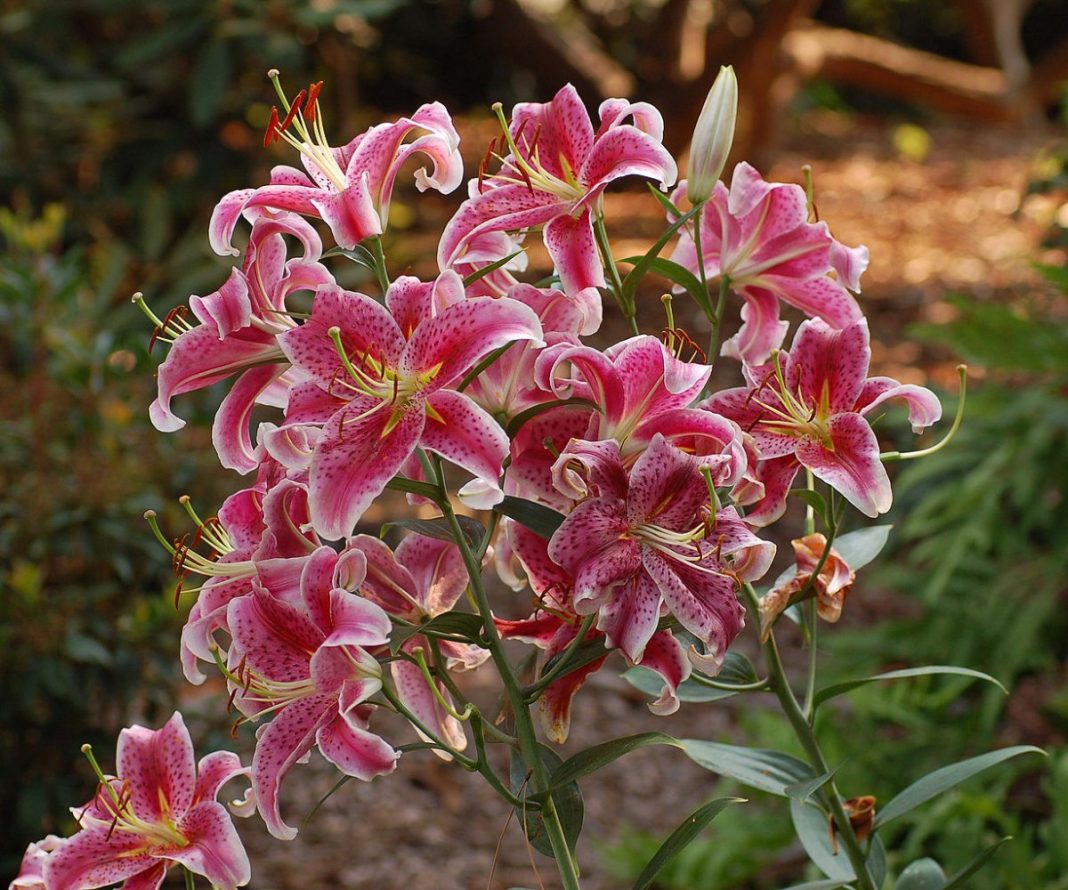 Orientalische Lilien – Pflege und Anbau