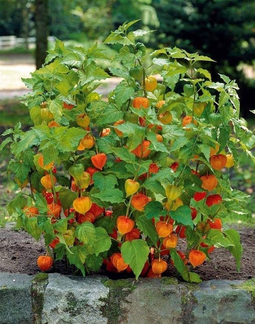 Zier-Physalis – eine erstaunlich schöne Pflanze