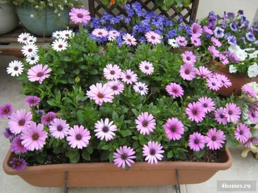 Osteospermum: Anbau und Pflege im Freiland