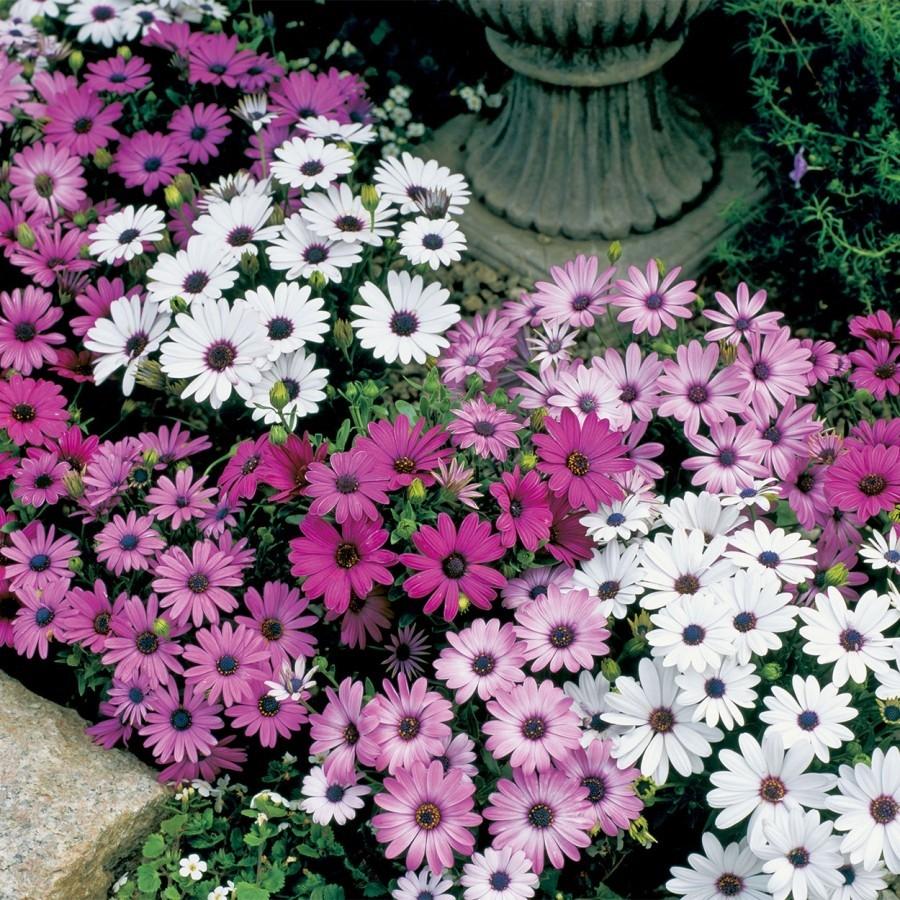 Osteospermum aus Samen ziehen – wann pflanzen?