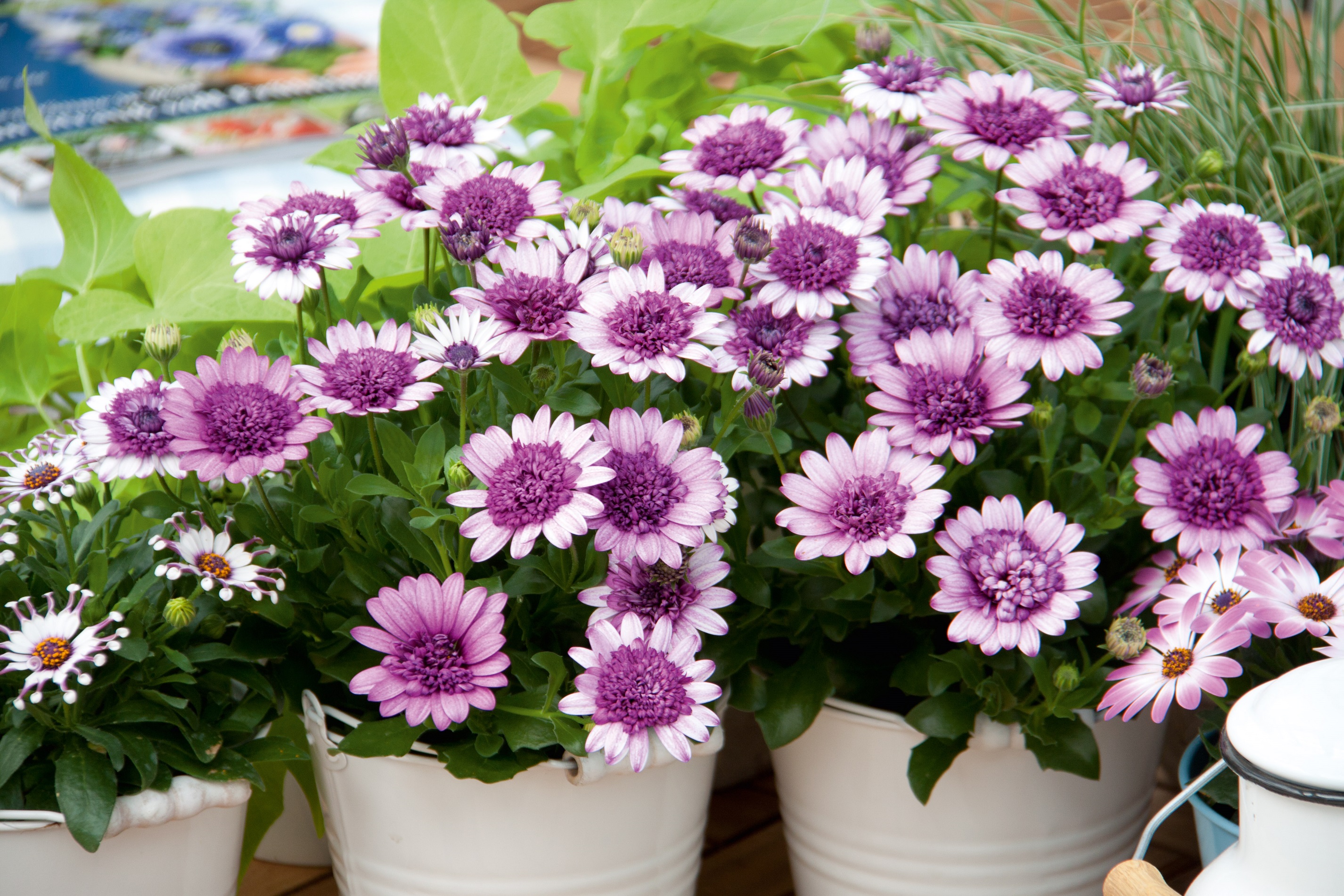 Osteospermum Anbau in Töpfen