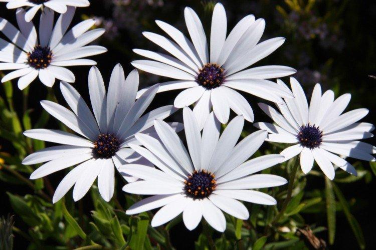 Osteospermum Überwinterung im Freiland