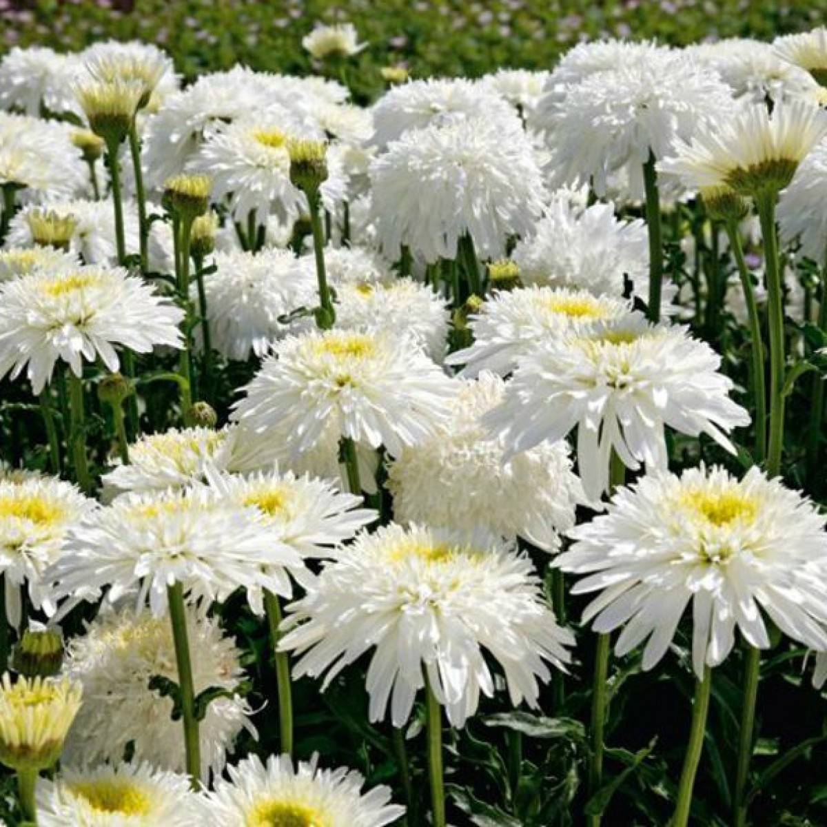 Margerite 'Crazy Daisy' – Anzucht aus Samen