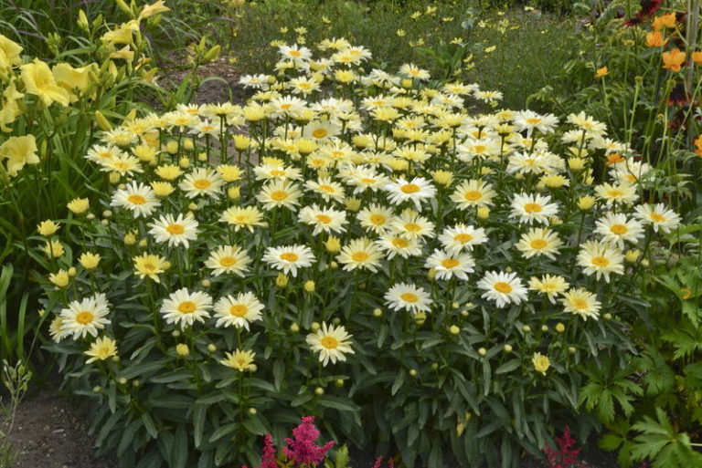 Pflanzung und Anbau von Leucanthemum