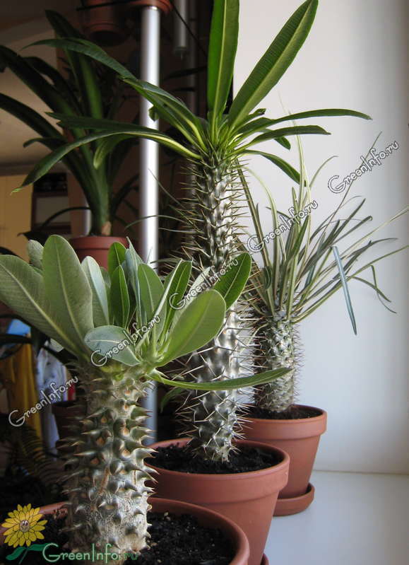 Pachypodium Vermehrung zu Hause