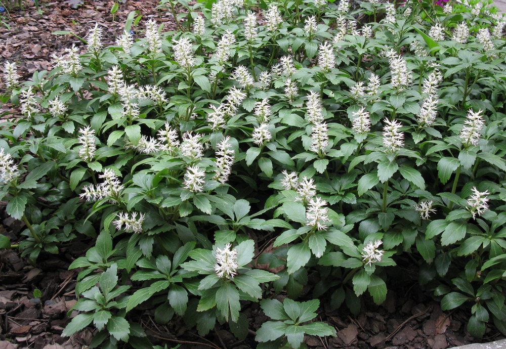Pachysandra terminalis: Pflanzung und Pflege