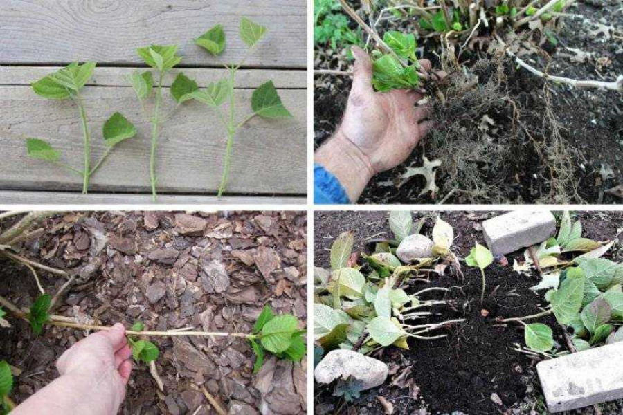 Vermehrung der Rispenhortensie durch Stecklinge im Herbst