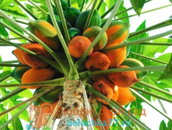 Papaya-Anbau zu Hause aus Samen