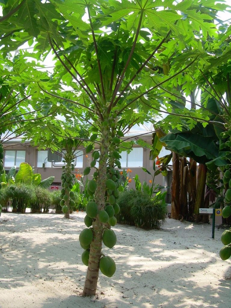 Papaya (Melonenbaum): Anbau aus Samen