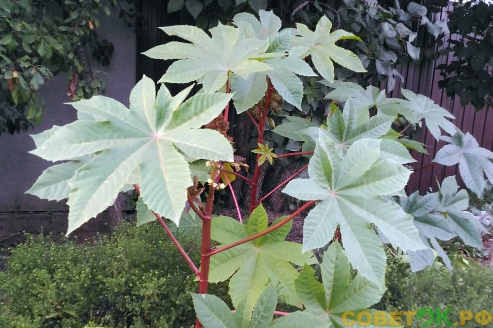 Paradiesbaum pflanzen und pflegen
