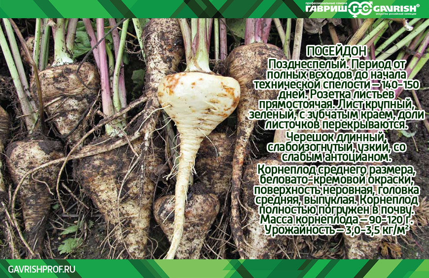 Pastinake – Nutzen und Schaden der Pflanze