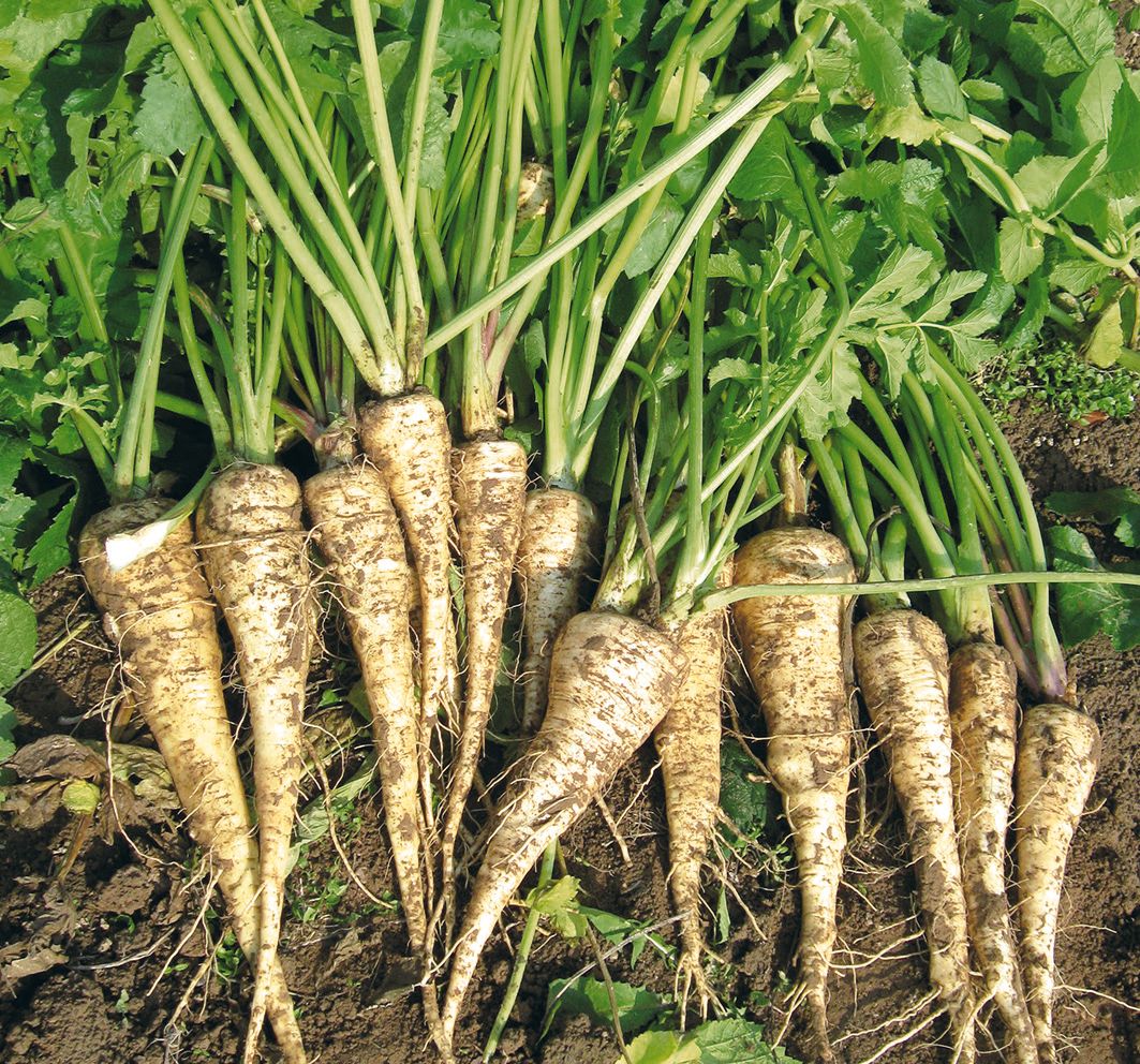 Pastinak – Nutzen und Schaden der Pflanze, Anbau