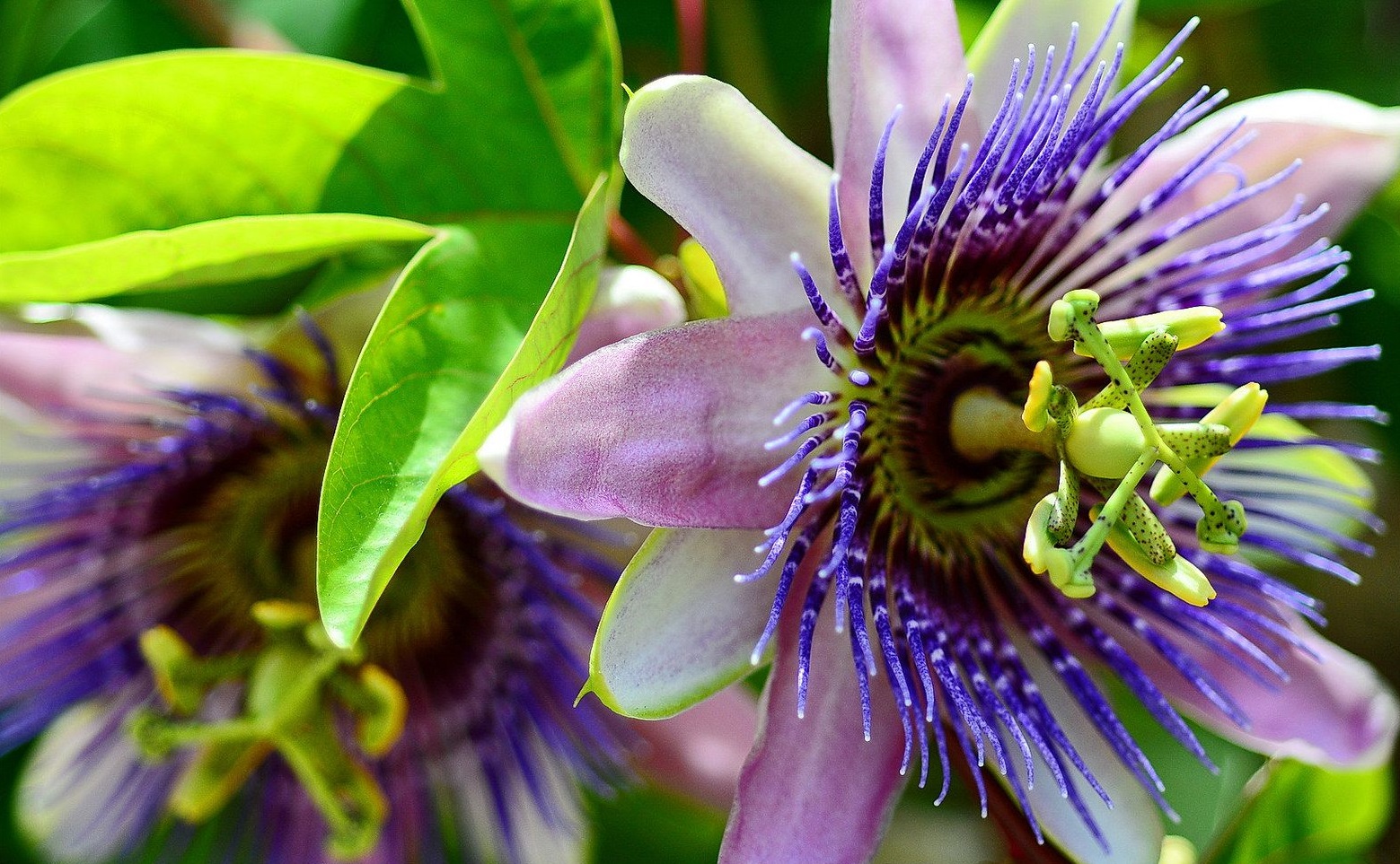 Passiflora: Anbau und Pflege