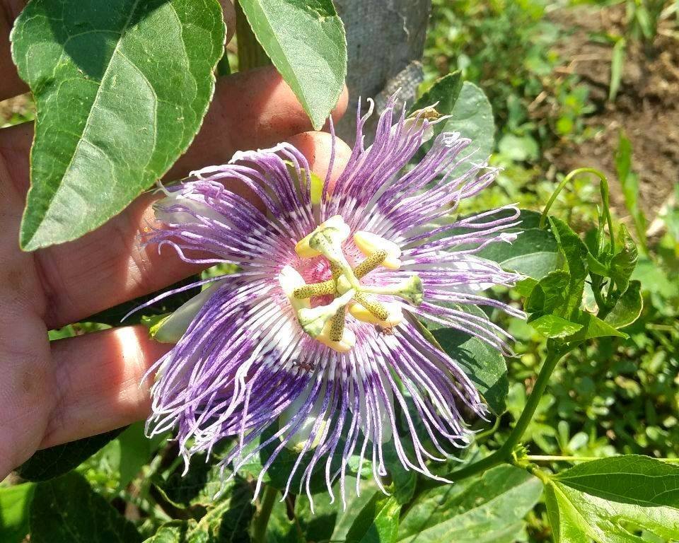 Passionsblume Anbau im Freiland