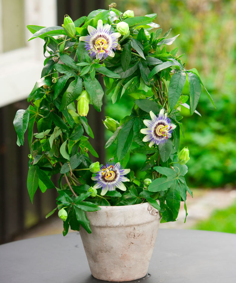 Passionsblume: Pflanzung und Pflege zu Hause