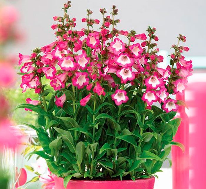 Penstemon-Anzucht aus Samen