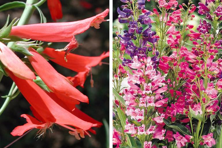 Penstemon Sensation – Anbau aus Samen