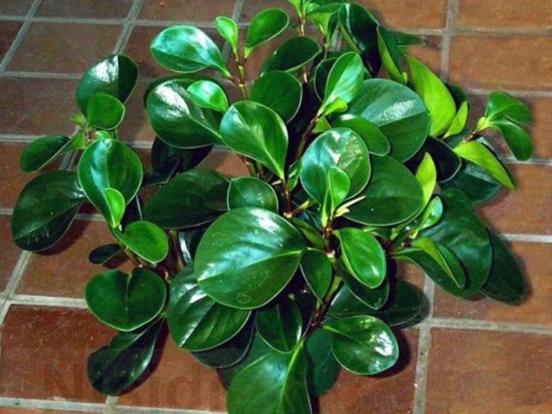 Peperomia magnoliifolia Vermehrung