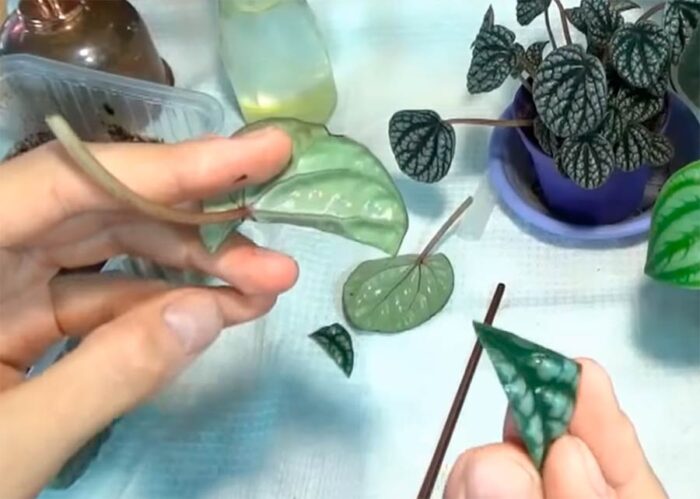 Vermehrung der Peperomie durch Blatt