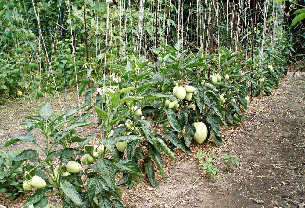 Pepino: Anbau und Pflege