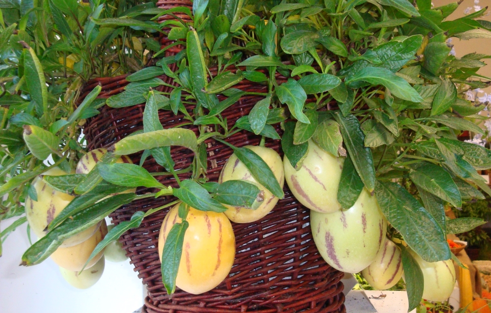 Pepino-Anbau in Innenräumen
