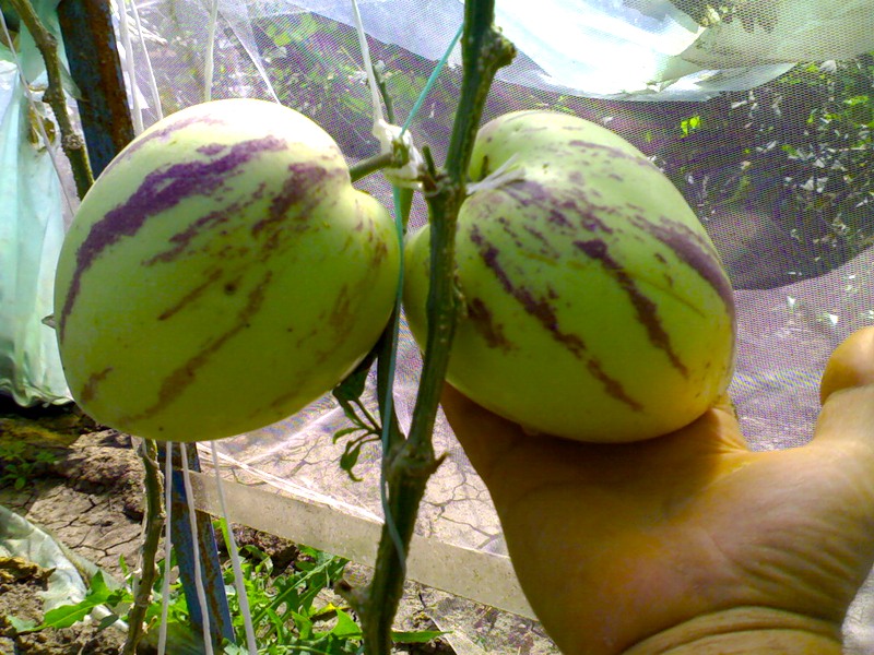 Pepino aus Samen ziehen