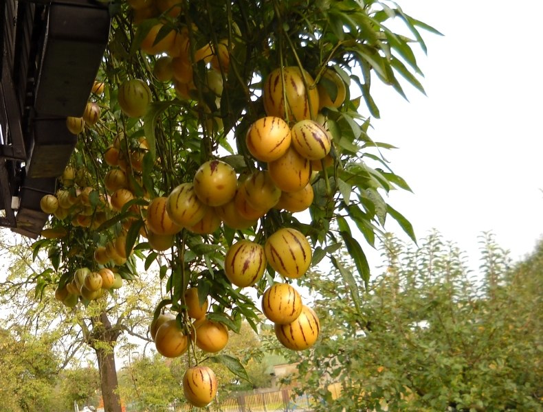 Pepino Ramses Melonenbaum Anbau